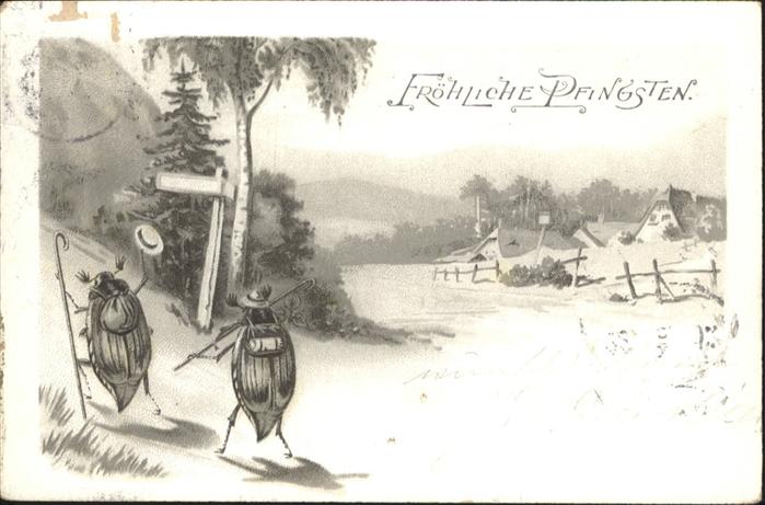 Maikaefer Cockchafer Hanneton Wandern Pfingsten