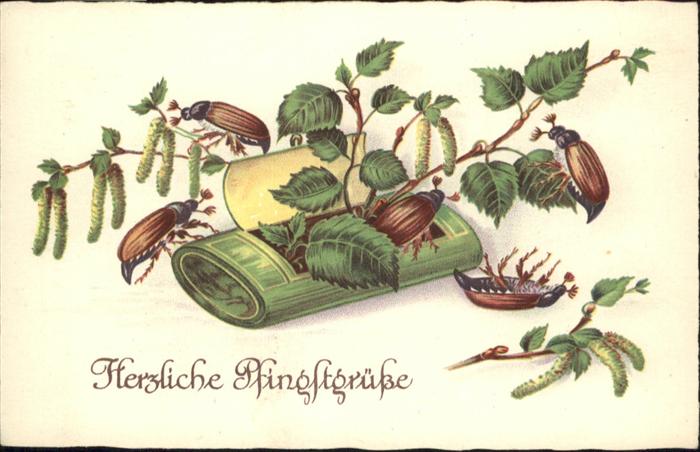 Maikaefer Cockchafer Hanneton Pfingsten