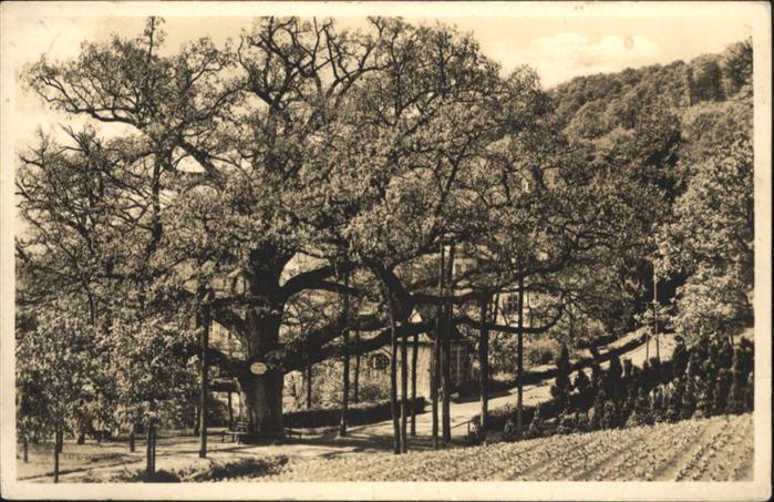 Bad Brueckenau Königseiche