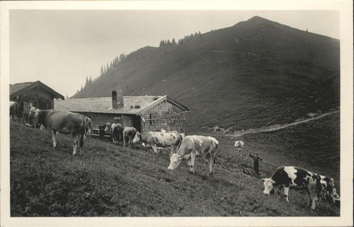 Schliersee [?] Kühe
