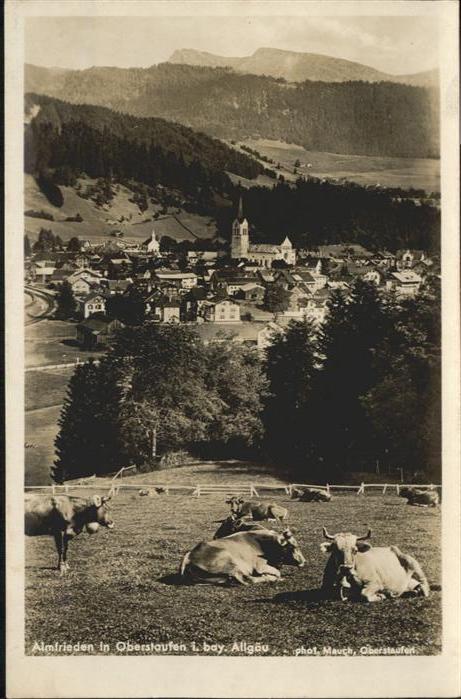 Oberstaufen Oberallgaeu Bayern Almfrieden Kuehe
