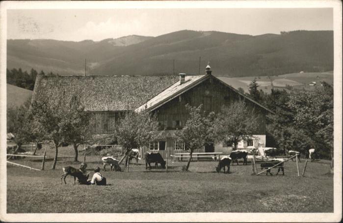 Anger Bayern Fürmann Alm Kühe
