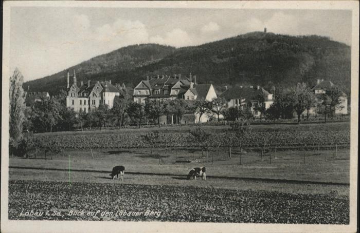 Loebau Sachsen Löbau Löbauer Berg Kühe *