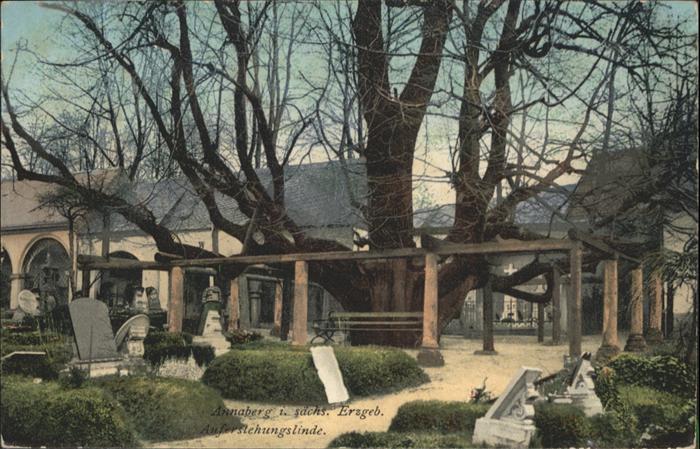 Annaberg-Buchholz Erzgebirge Annaberg-Buchholz Auferstehungslinde