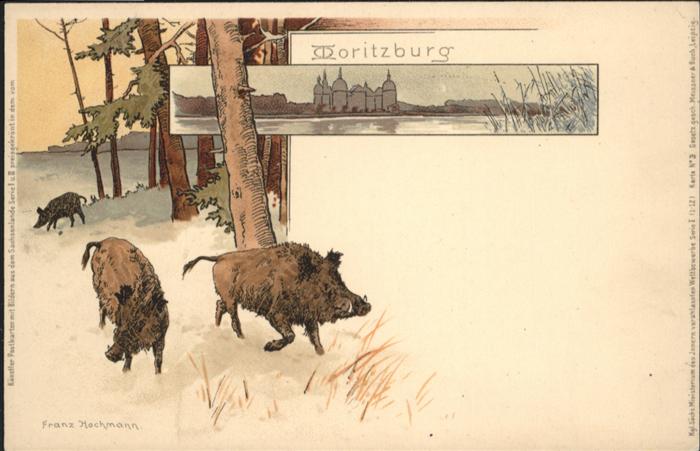 Moritzburg Sachsen Moritzburg Wildschweine Jagdschloss bei