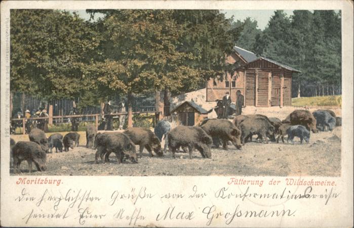 Moritzburg Sachsen Moritzburg Fütterung der Wildschweine