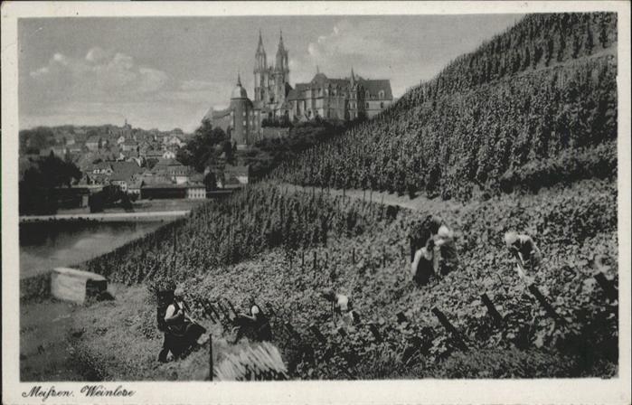 Meissen Elbe Sachsen Meissen Weinlese