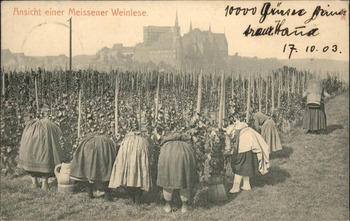 Meissen Elbe Sachsen Meissen Weinlese