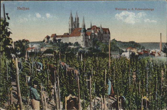 Meissen Elbe Sachsen Meissen Ratsweinberg Weinlese