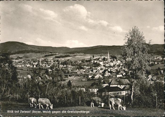 Zwiesel Niederbayern Kühe