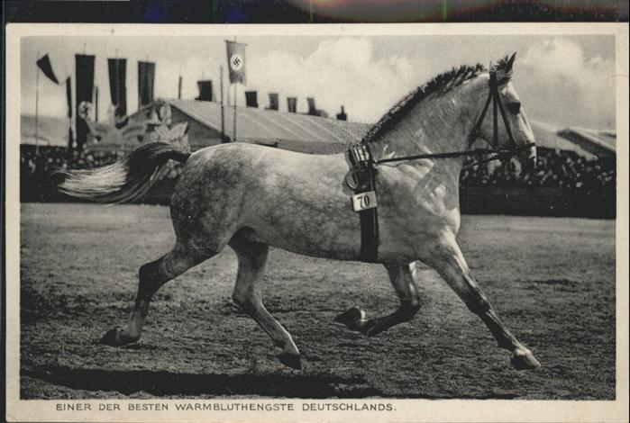 Muenchen Bayern Warmbluthengst NZ4