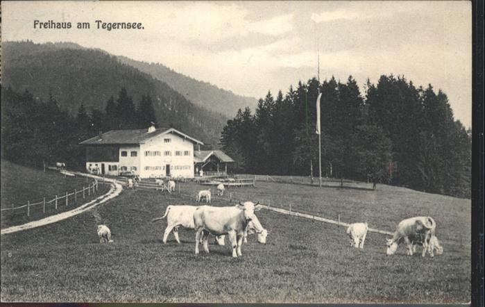 Tegernsee Freihaus Kühe