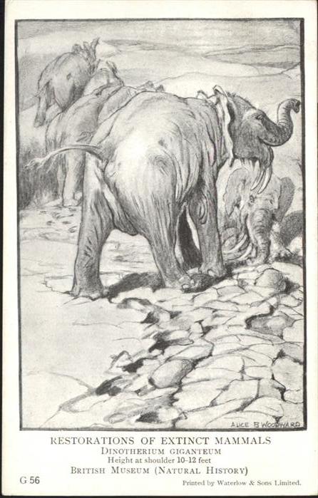 Dickhaeuter Elefanten