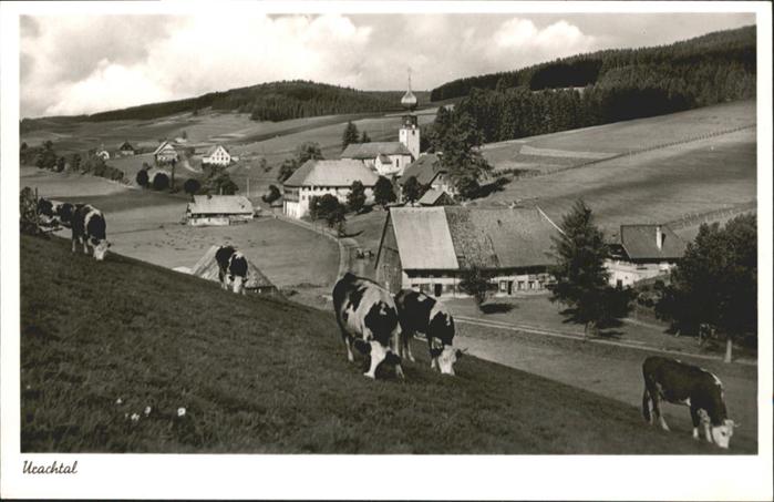 Urach Bad Urachtal Kühe