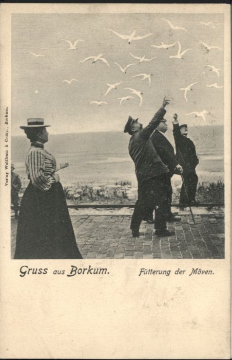 Borkum Fütterung Möwen *