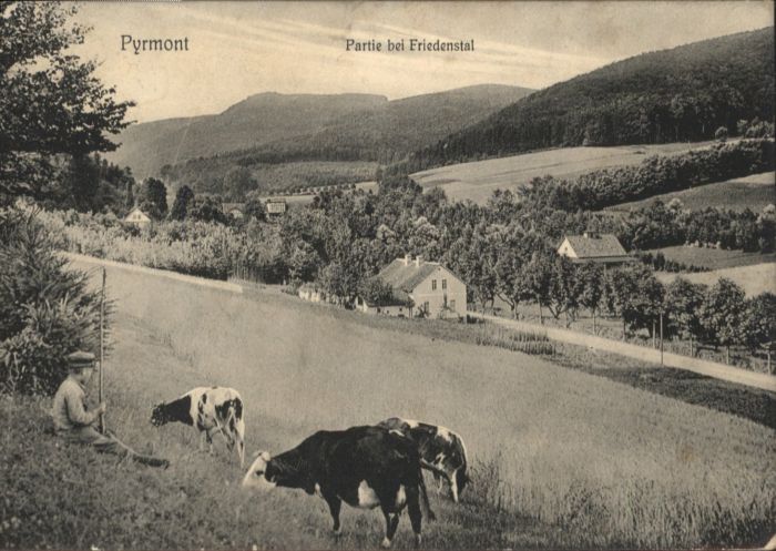 Bad Pyrmont Kühe