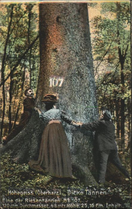 Hohegeiss Harz Hohegeiss Dicke Riesentannen