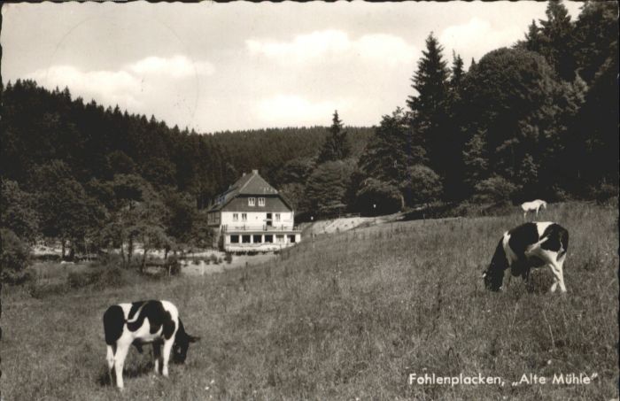 Fohlenplacken Alte Mühle Kühe x