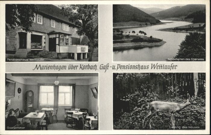 Marienhagen Korbach Pension Wettlaufer Edersee Reh