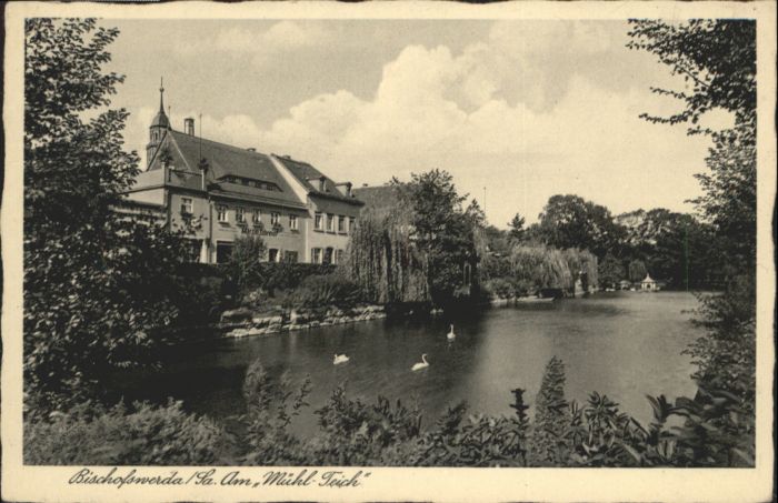 Bischofswerda Mühl Teich Schwan