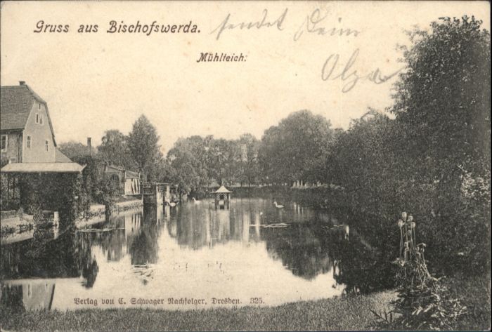 Bischofswerda Mühlteich  Schwan