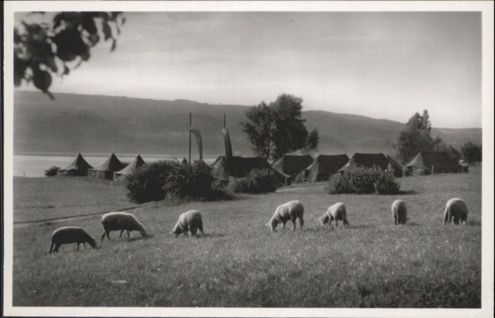 Horn Gaienhofen Zeltlager Arbeiterwohlfahrt Baden Schaf
