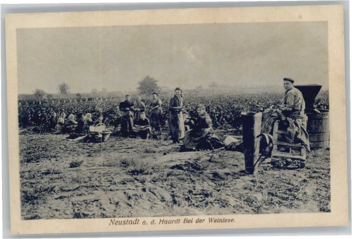 Neustadt Weinstrasse Weinlese