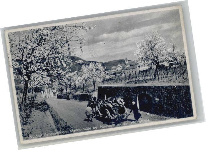 Gimmeldingen Neustadt Weinstrasse Rheinland-Pfalz Mandelbluete