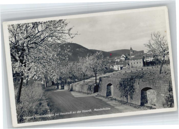 Gimmeldingen Neustadt Weinstrasse Rheinland-Pfalz Mandelbluete