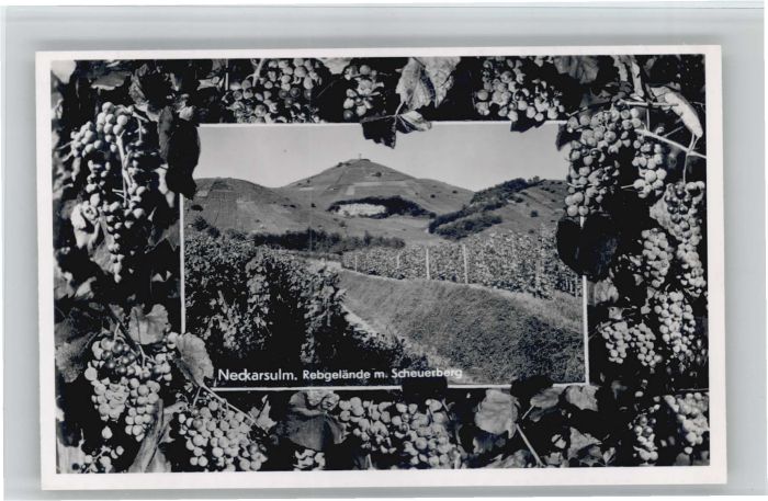 Neckarsulm Rebgelände Scheuerberg