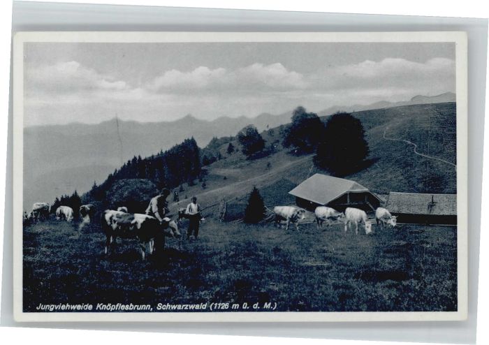 Knoepflesbrunn ungviehweide