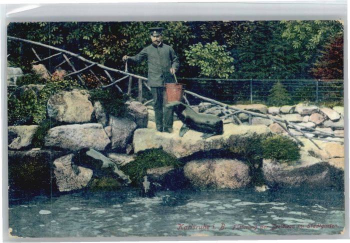 Karlsruhe Fütterung Seelöwen x