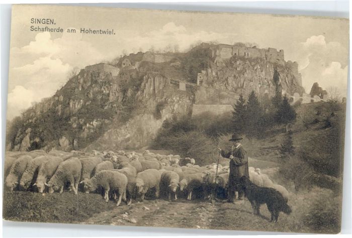 Singen Hohentwiel Schafherde