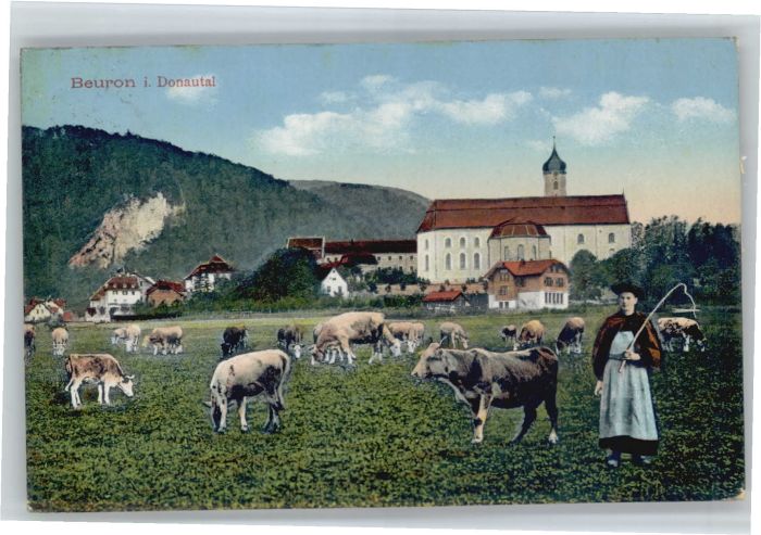 Beuron Donautal Beuron Kühe