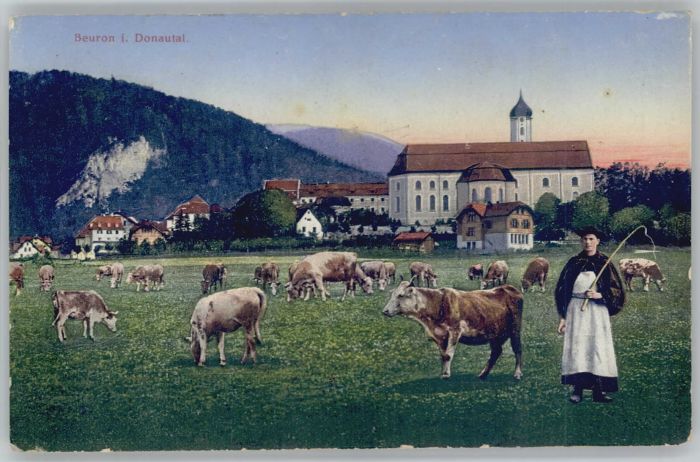 Beuron Donautal Beuron Kühe