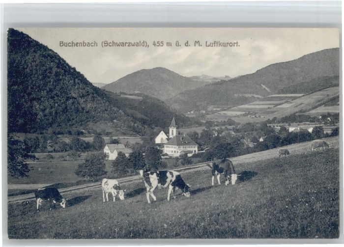 Buchenbach Breisgau Kühe
