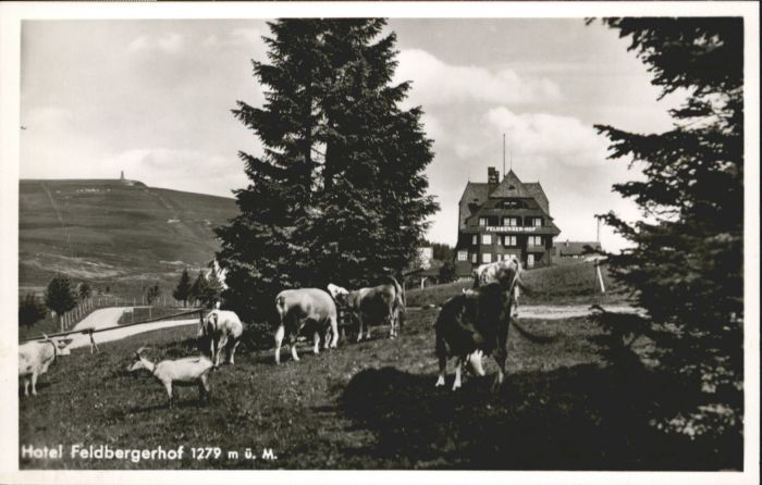 Feldberg Schwarzwald Feldberg Hotel Feldbergerhof