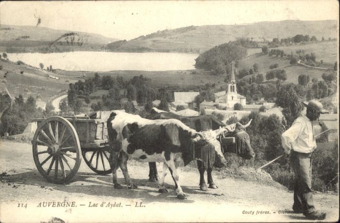 Auvergne Region Auvergne Lac Aydat kühe