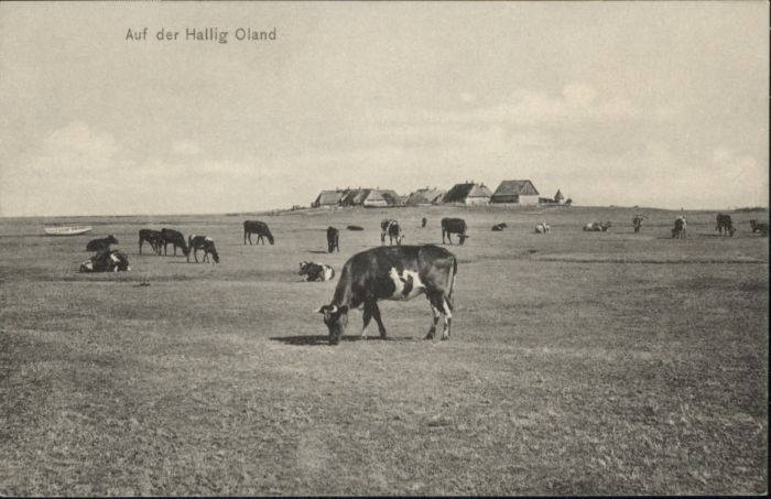 Oland Oland_Hallig Kuh