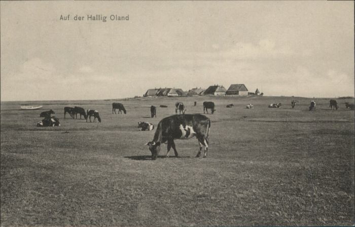 Oland Oland_Hallig Kuh