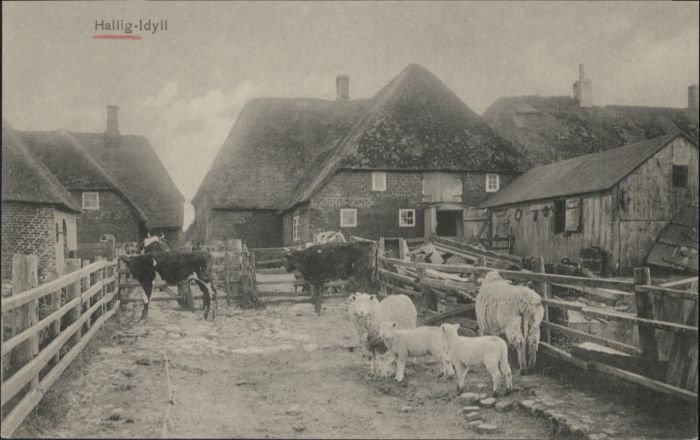 Hallig Hooge Kuh Schaf