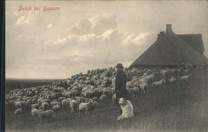Husum Nordfriesland Husum Deich Schäfer Hund Schaf