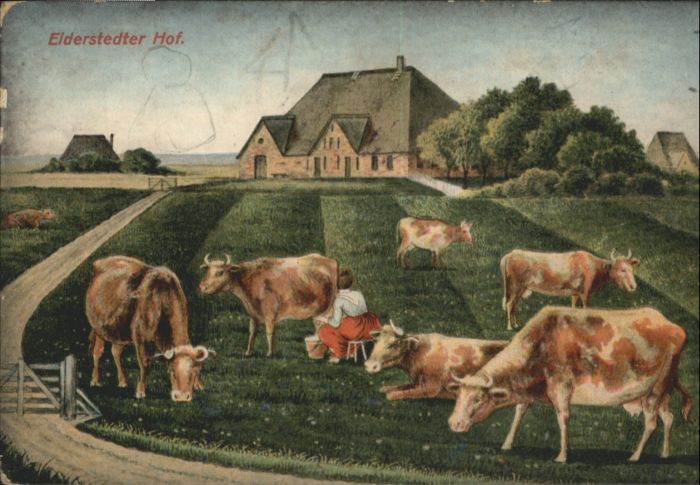Eiderstedt Hof Kuh