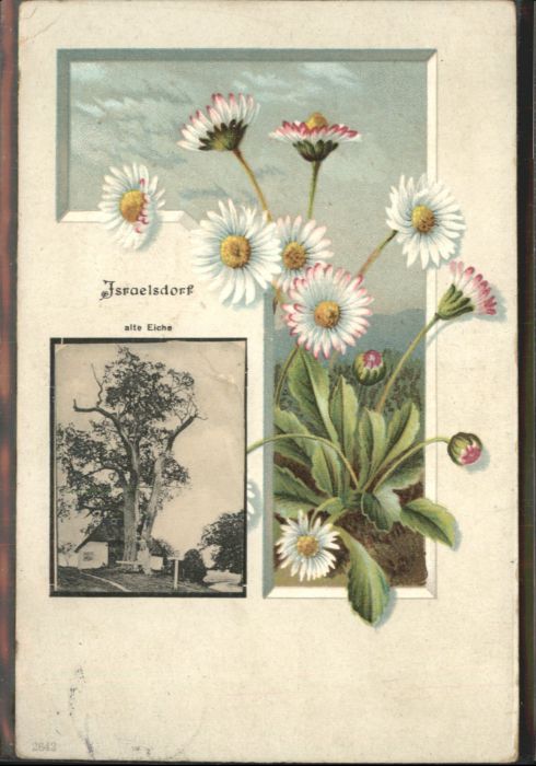Israelsdorf Eiche Blumen