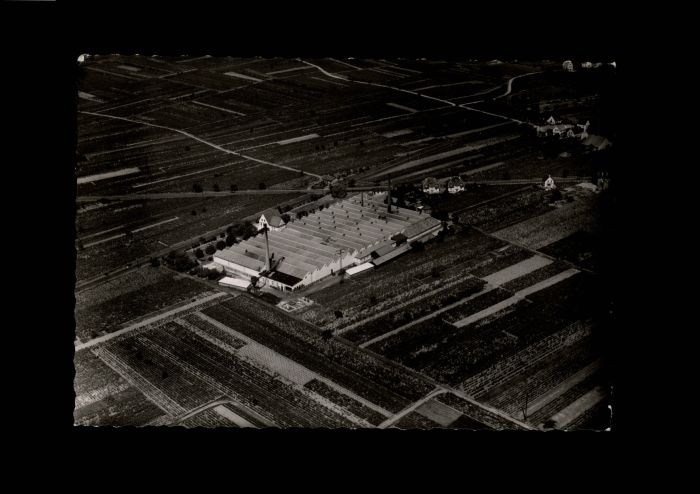 Mussbach Fliegeraufnahme