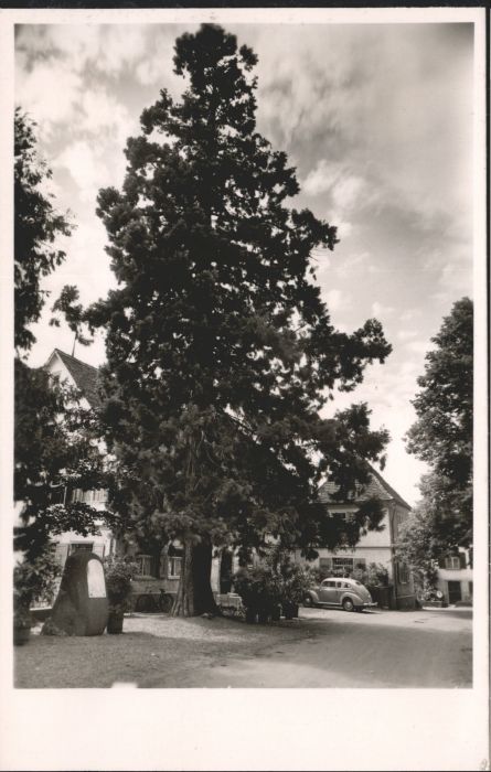 Nonnenhorn Weinstube Fürst