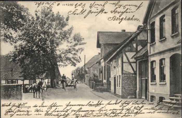 Springe Deister Springe Dammrot Pferd