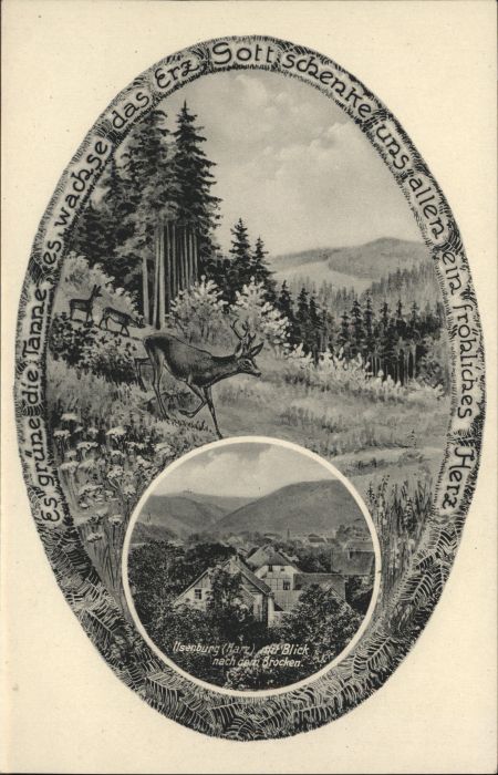 Ilsenburg Harz Brocken Reh