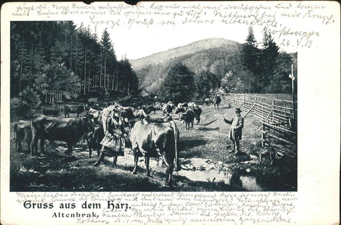 Altenbrak Harz Kühe