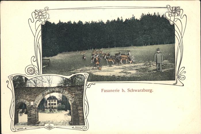 Schwarzburg Thueringer Wald Fasanerie Hirsch